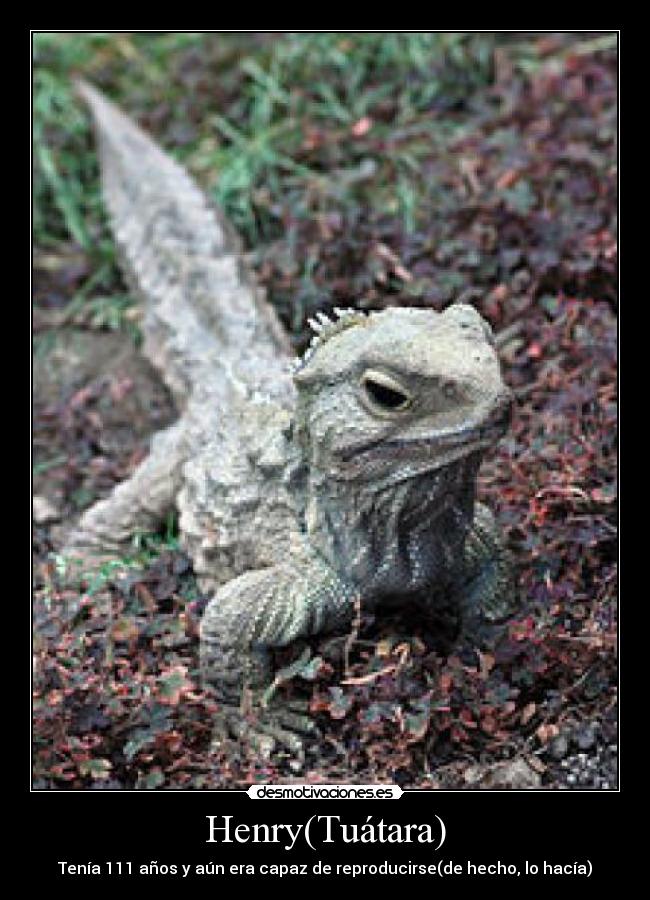 Henry(Tuátara) - Tenía 111 años y aún era capaz de reproducirse(de hecho, lo hacía)