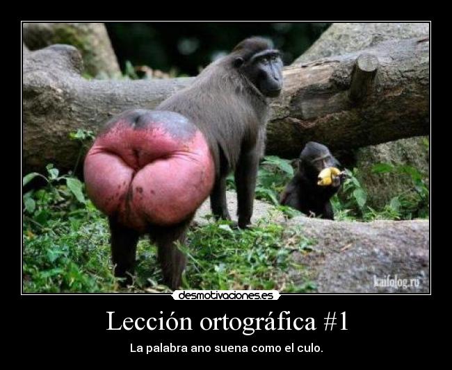 Lección ortográfica #1 - 