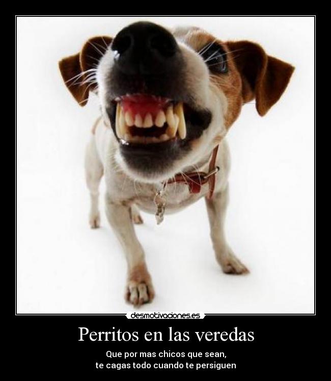 Perritos en las veredas -