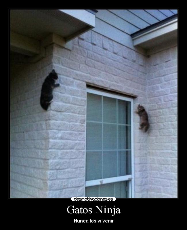Gatos Ninja - Nunca los vi venir