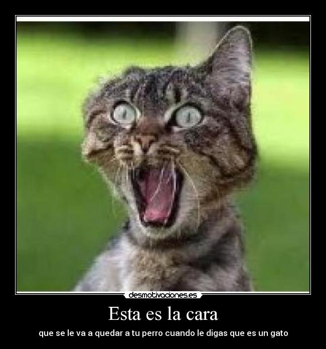 Esta es la cara -