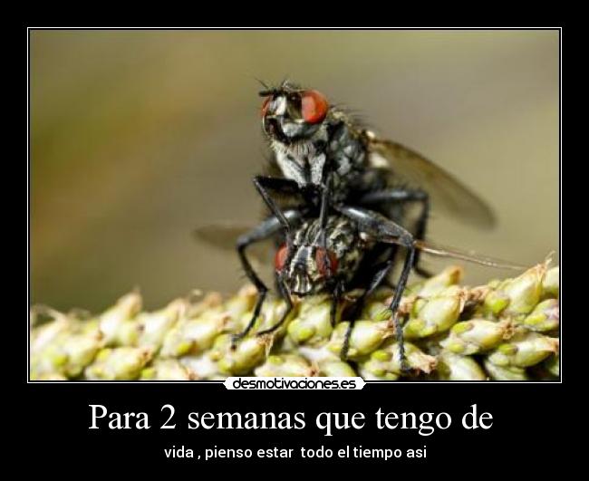 Para 2 semanas que tengo de -