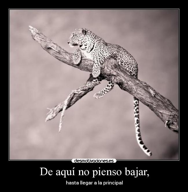 De aquí no pienso bajar, - 