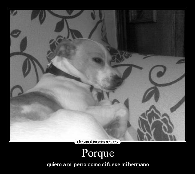 Álbumes 97+ Foto Mi Perro Hace Ruidos Como Si No Pudiera Respirar Actualizar Álbumes 97+ Foto Mi Perro Hace Ruidos Como Si No Pudiera Respirar Actualizar
