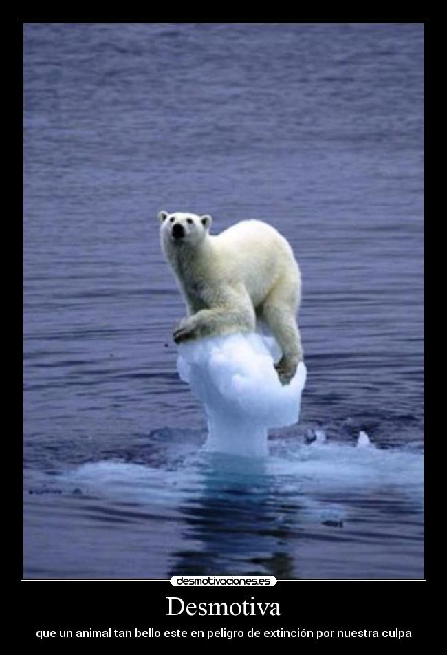 Desmotiva - que un animal tan bello este en peligro de extinción por nuestra culpa