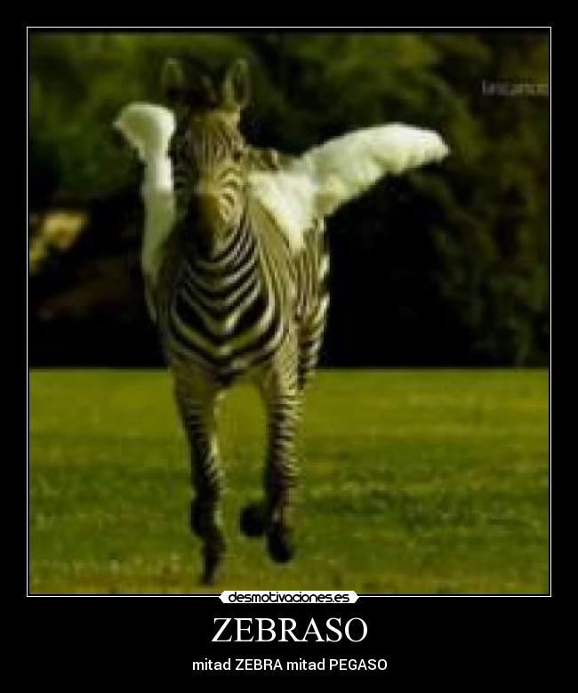 ZEBRASO - mitad ZEBRA mitad PEGASO
