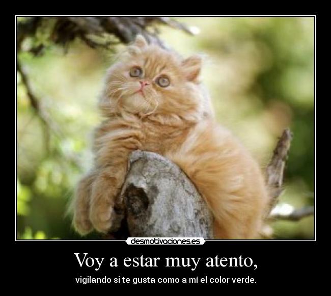 Voy a estar muy atento, - vigilando si te gusta como a mí el color verde.