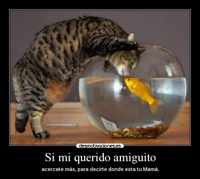 Si mi querido amiguito -