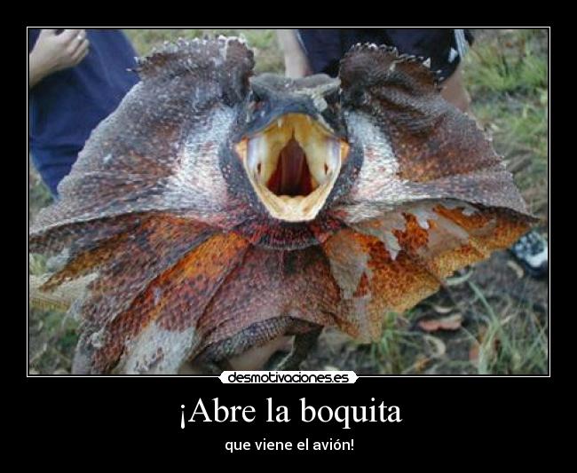 carteles animal raro iguana ninp desmotivaciones