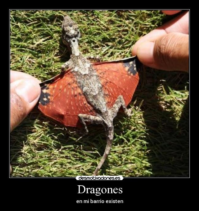 Dragones - en mi barrio existen