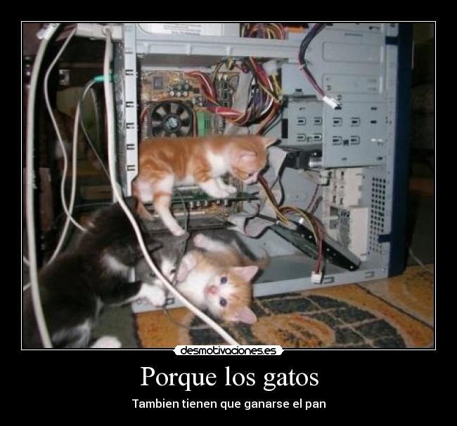 Porque los gatos - Tambien tienen que ganarse el pan