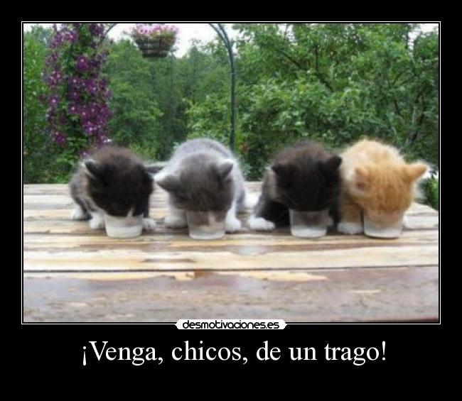¡Venga, chicos, de un trago! - 