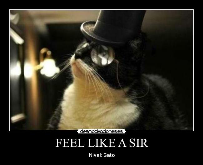 carteles feel like sir gato desmotivaciones