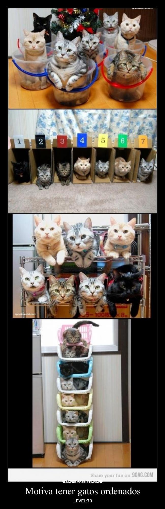Motiva tener gatos ordenados - LEVEL:70