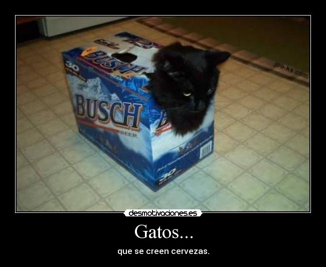 Gatos... - 