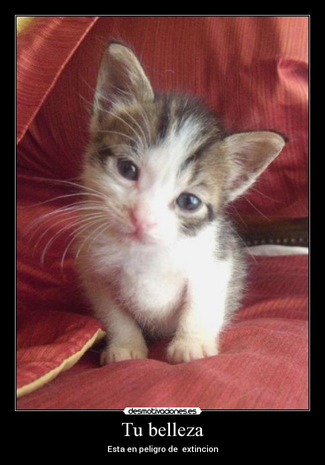 carteles belleza desmotivaciones