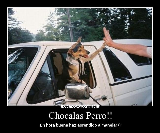 Chocalas Perro!! - En hora buena haz aprendido a manejar (: