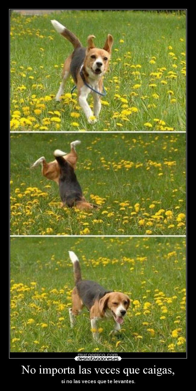 No importa las veces que caigas, - si no las veces que te levantes.