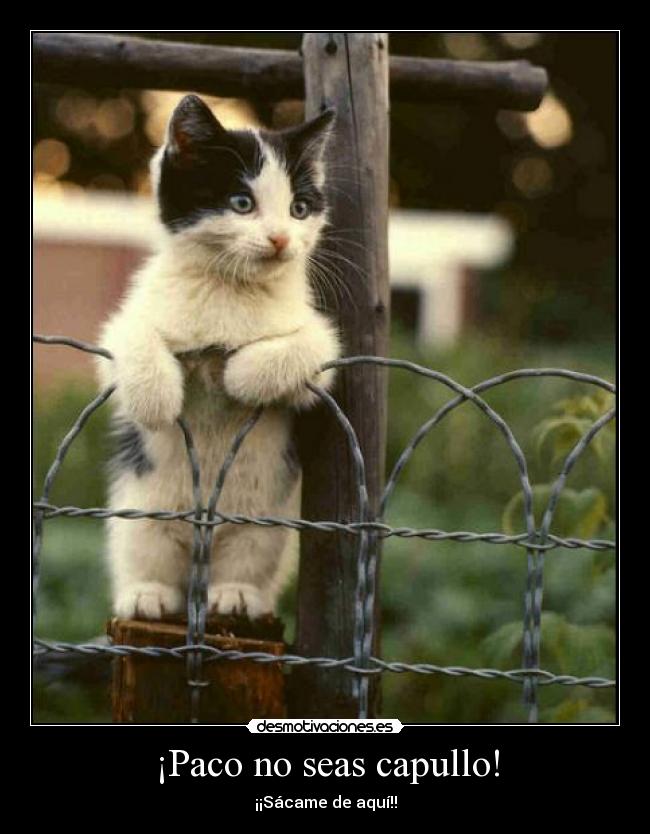 carteles walt_k hazme tuyo esta noche brrrhgg gatoscabronsinpelo gatoscon botas mapa zapatos jejejejejjeje desmotivaciones