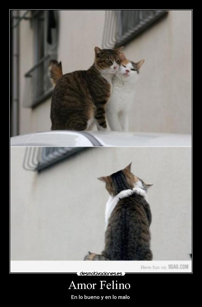 Amor Felino  - 