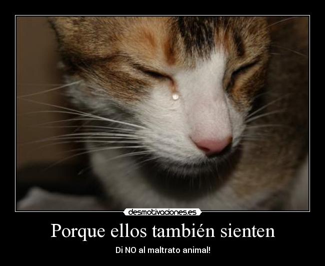 Porque ellos también sienten -