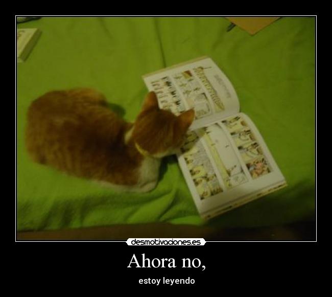 carteles gato estoy leyendo desmotivaciones