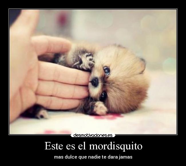 Este es el mordisquito -