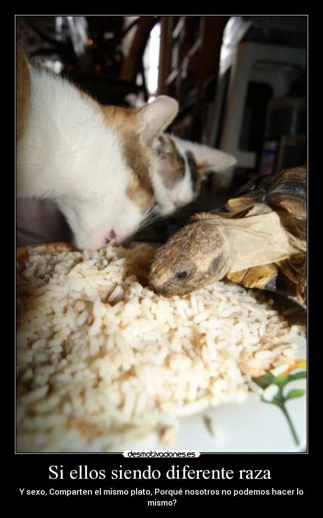 Si ellos siendo diferente raza -