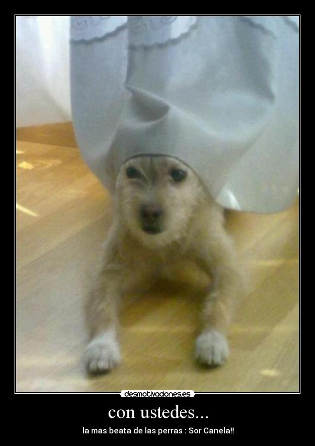 con ustedes... - la mas beata de las perras : Sor Canela!!