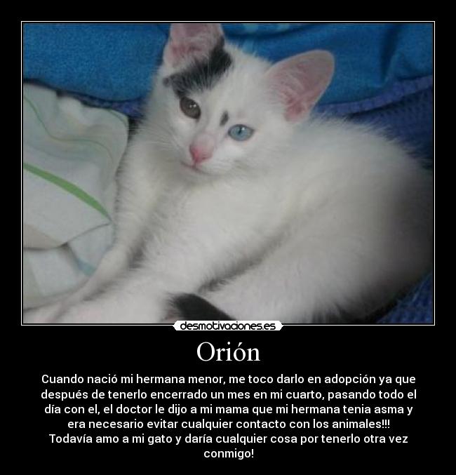 Orión - Cuando nació mi hermana menor, me toco darlo en adopción ya que
después de tenerlo encerrado un mes en mi cuarto, pasando todo el
día con el, el doctor le dijo a mi mama que mi hermana tenia asma y
era necesario evitar cualquier contacto con los animales!!!
Todavía amo a mi gato y daría cualquier cosa por tenerlo otra vez
conmigo!