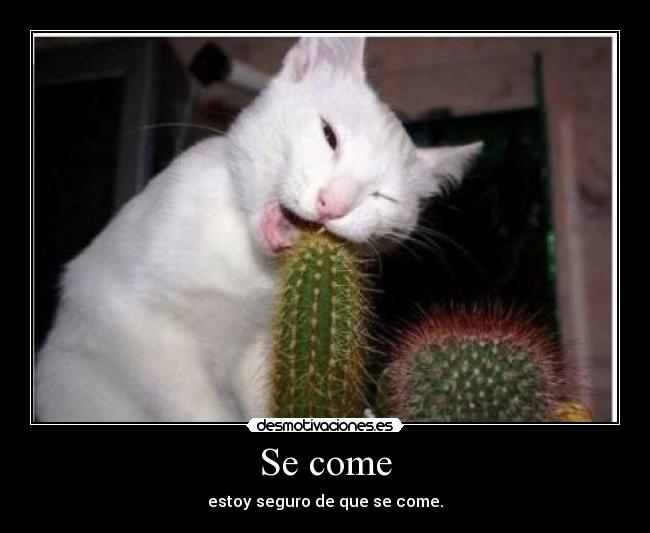 Se come - estoy seguro de que se come.
