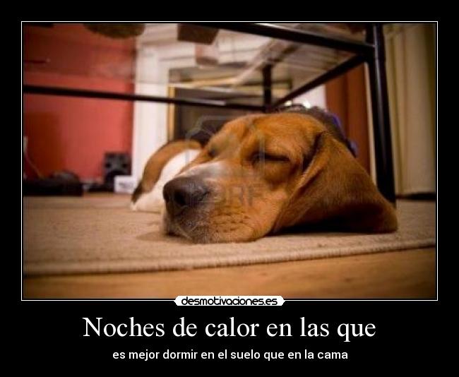 carteles perro desmotivaciones