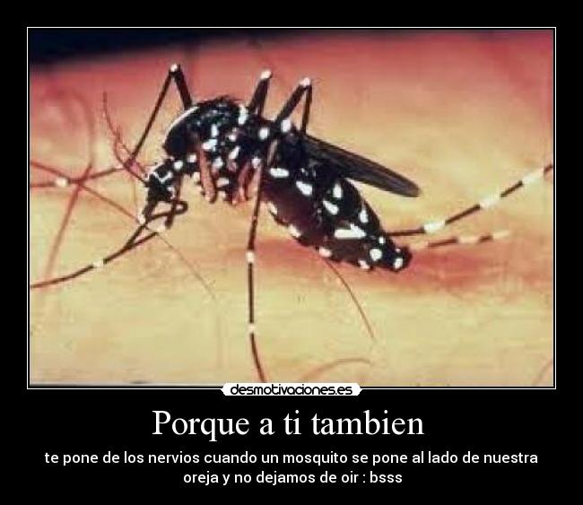Porque a ti tambien - te pone de los nervios cuando un mosquito se pone al lado de nuestra
oreja y no dejamos de oir : bsss