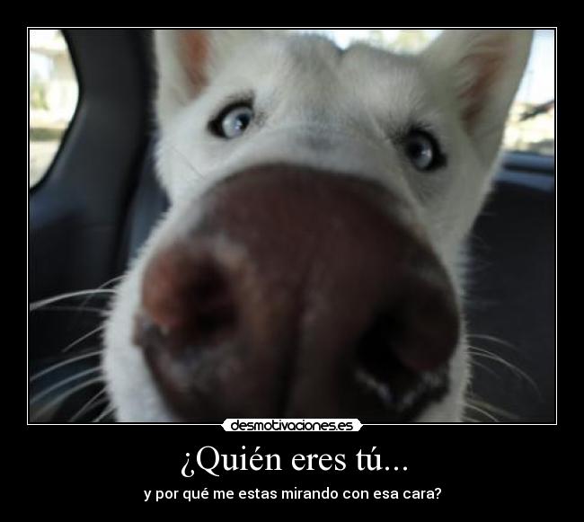 ¿Quién eres tú... - y por qué me estas mirando con esa cara?