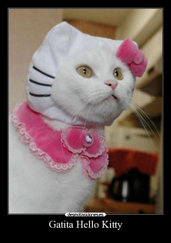 Gatita Hello Kitty -