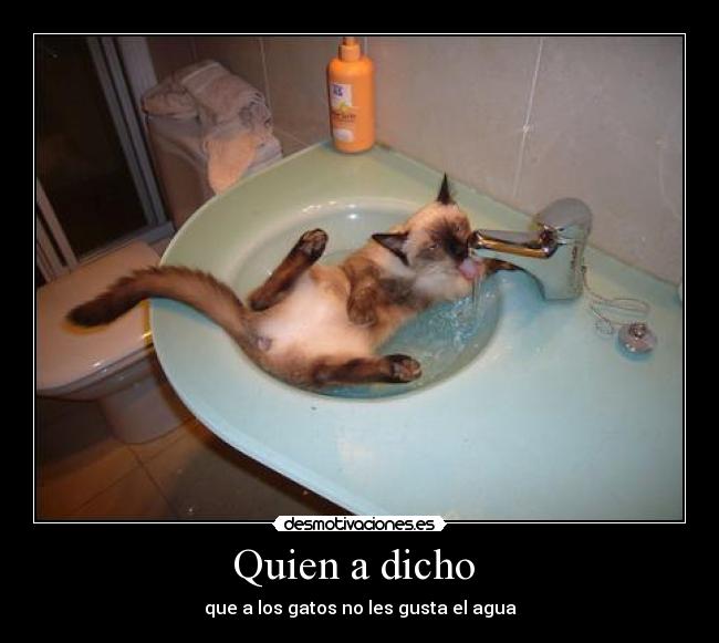 Quien a dicho  - que a los gatos no les gusta el agua