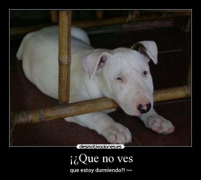 ¡¿Que no ves - 
