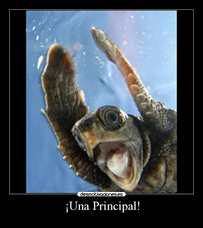 ¡Una Principal! -