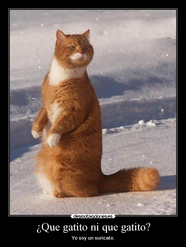 carteles gatossuricato timon desmotivaciones