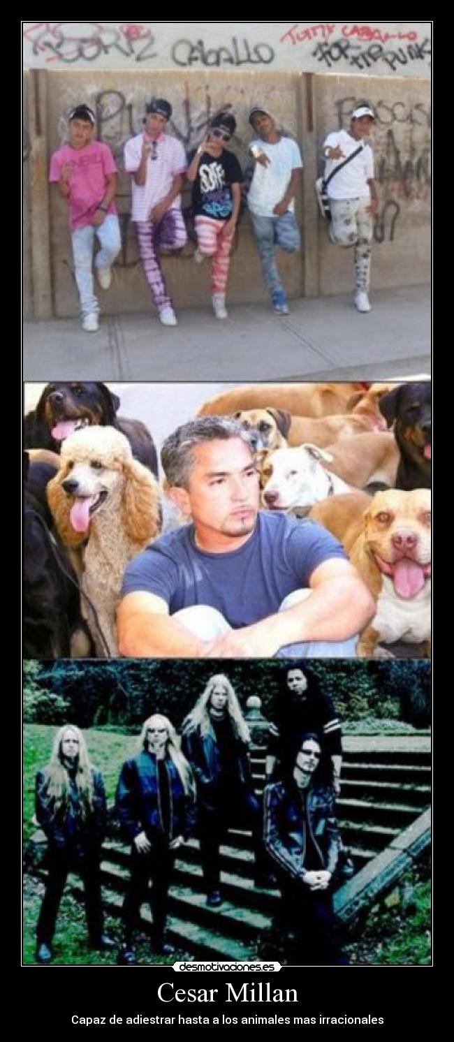 carteles metal canis reggaetonerosencantador perros cesar millan desmotivaciones