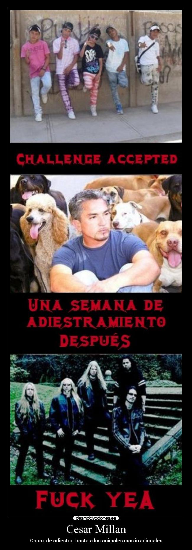 carteles metal canis reggaetoneros encantador perros cesar millan desmotivaciones