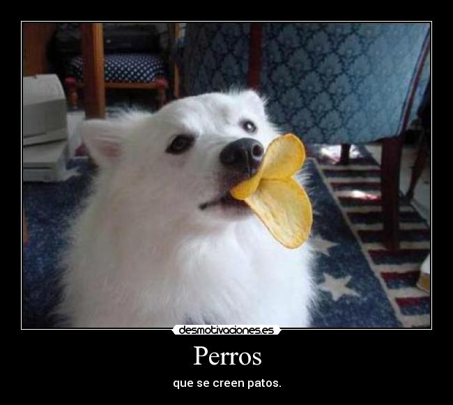 Perros -