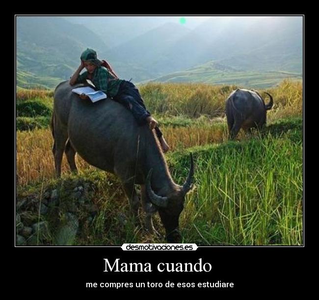 Mama cuando - me compres un toro de esos estudiare