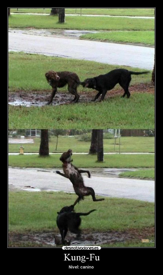 Kung-Fu - Nivel: canino