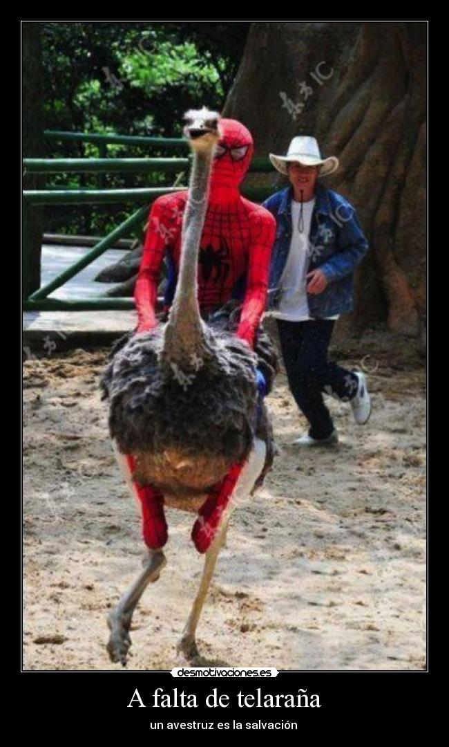 A falta de telaraña - un avestruz es la salvación
