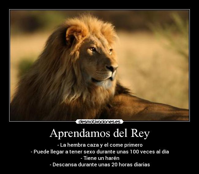 carteles len rey selva desmotivaciones