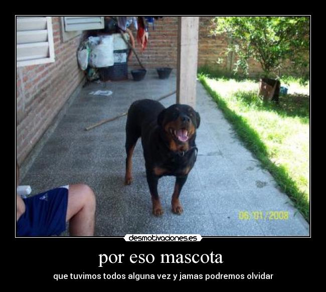 por eso mascota  - 