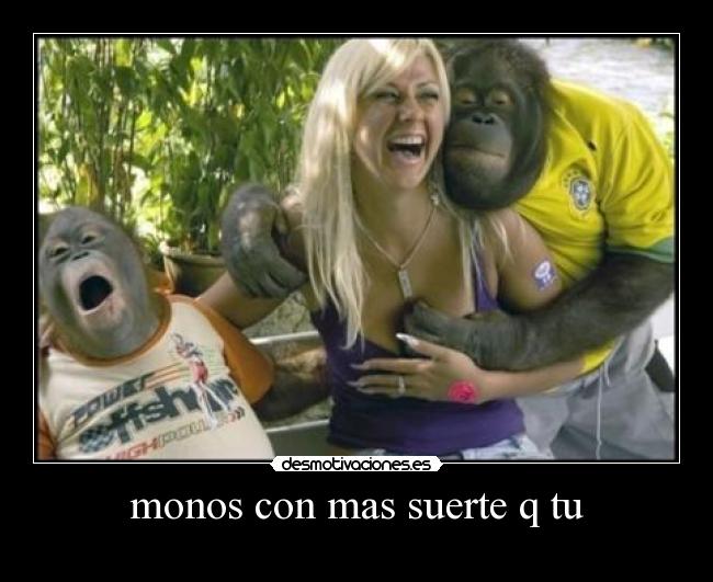monos con mas suerte q tu -