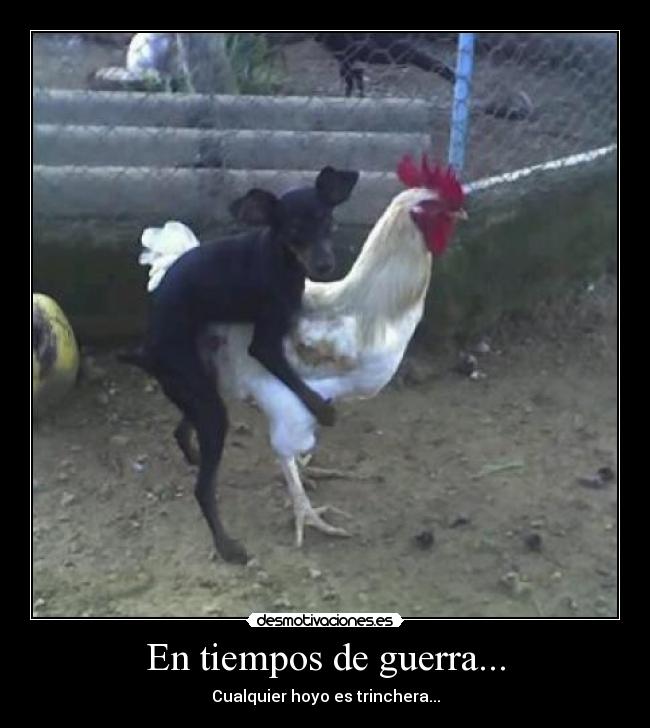 En tiempos de guerra... - 