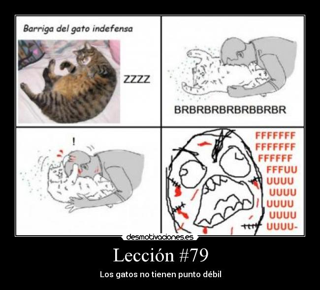 Lección #79 - Los gatos no tienen punto débil